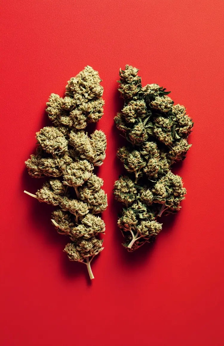 CBD vs CBG: Comparing Two Amazing Cannabinoids!