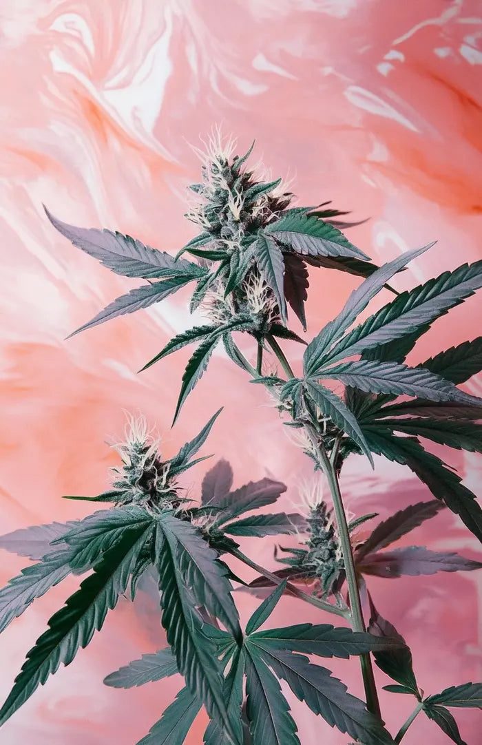 Is Delta 8 CBD : Know Everything About It