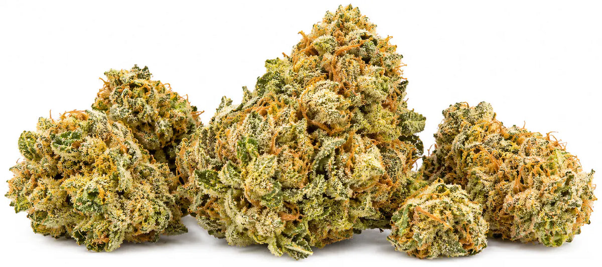 lemon bars strain thca flower effects